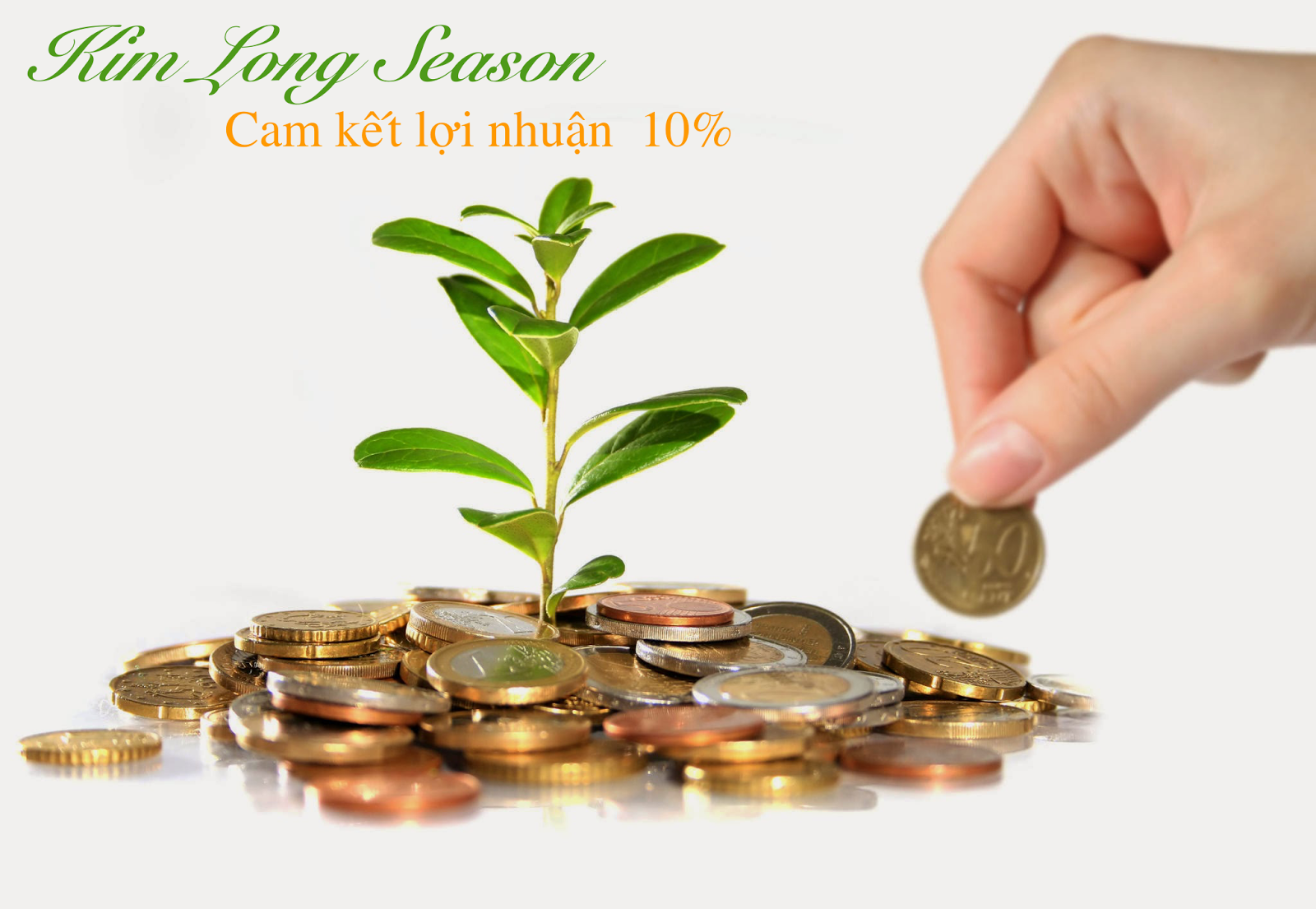 Kim Long Season cam kết lợi nhuận hấp dẫn cho khách hàng Kim Long Season cam kết lợi nhuận hấp dẫn cho khách hàng